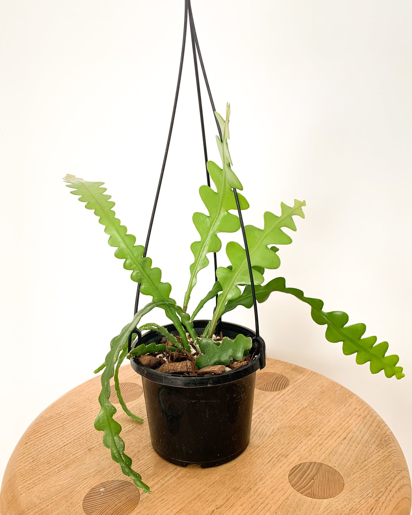 Zig Zag Cactus (13cm basket)