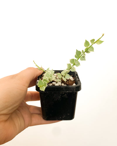 Dischidia Ruscifolia 'Million Hearts' Variegata (7cm pot)